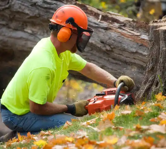 tree services Deer River